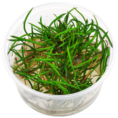 Литорелла (меристемное растение)